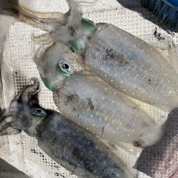 アオリイカ狙いです