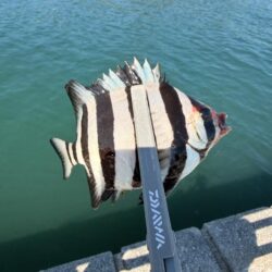 翼港でカワハギ狙い
