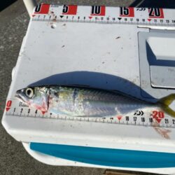 シロギスタ:カワハギ狙いの離島沖堤防2