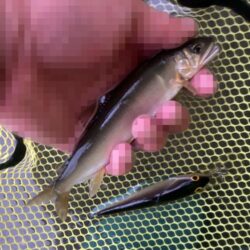 群れ鮎崩し炸裂！最下流域で28本のリベンジ達成！(北茨城市)