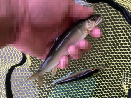 群れ鮎崩し炸裂！最下流域で28本のリベンジ達成！(北茨城市)