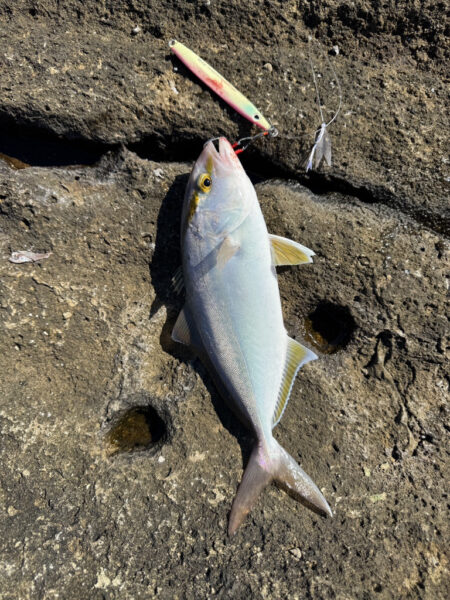初場所