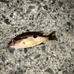 タチウオ調査からのアジング