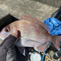 久々の投稿、平磯で真鯛
