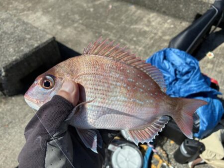 久々の投稿、平磯で真鯛