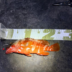 根魚釣行