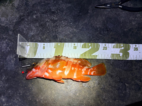根魚釣行