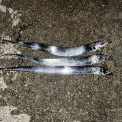 タチウオ釣り