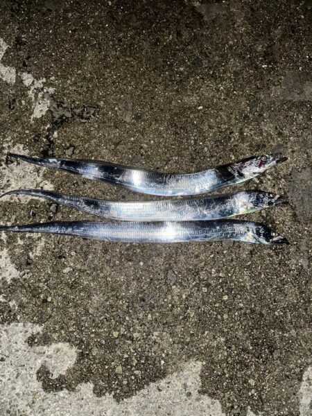 タチウオ釣り