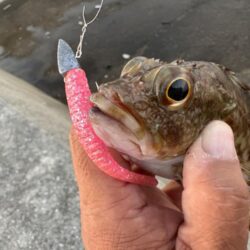 初タチウオ他