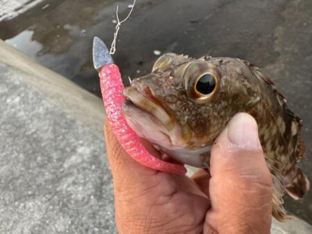初タチウオ他
