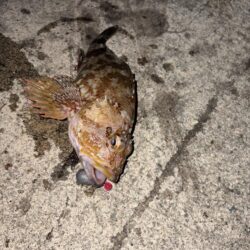 根魚
