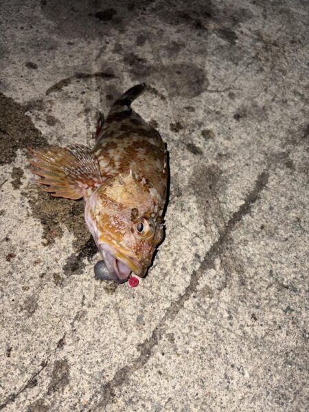 根魚