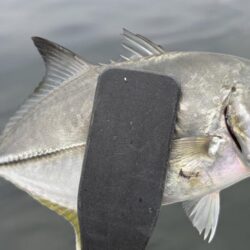 初魚種