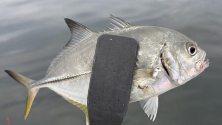 初魚種
