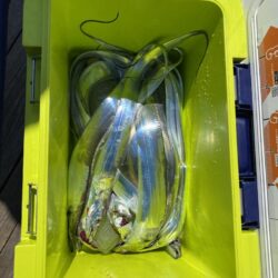 船タチウオテンヤ
