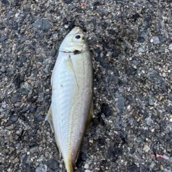 鳥を取って、魚を釣って行くｩ 6th