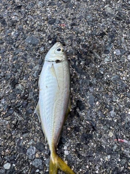 鳥を取って、魚を釣って行くｩ 6th