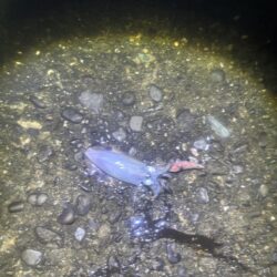 タチウオ釣り