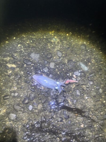 タチウオ釣り