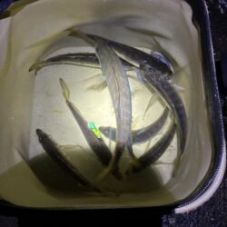 釣れました^_^