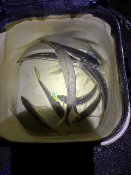 釣れました^_^