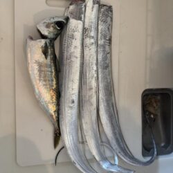 大潮の太刀魚釣り🎣