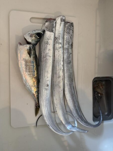 大潮の太刀魚釣り🎣