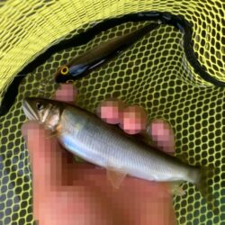 アユイング終盤戦は絶好調スタート！(北茨城市)