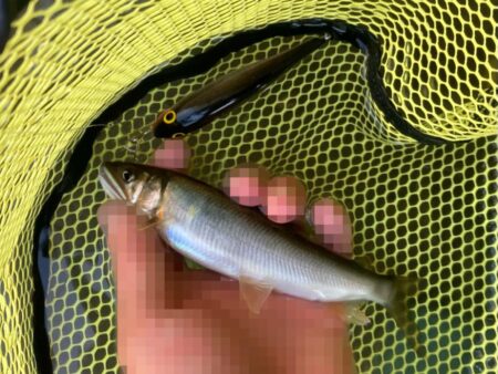 アユイング終盤戦は絶好調スタート！(北茨城市)