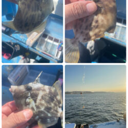 相模湾　カワハギ今シーズン初釣行