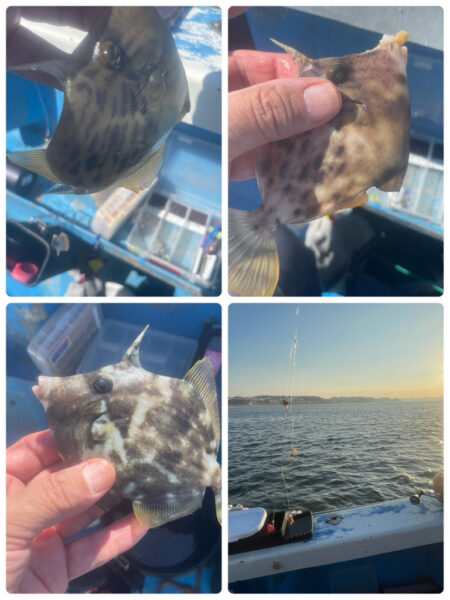 相模湾　カワハギ今シーズン初釣行