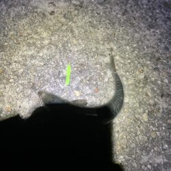2年ぶり?3年ぶり?の