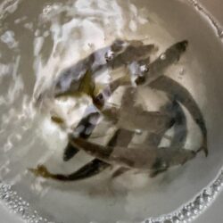 メジロ大漁