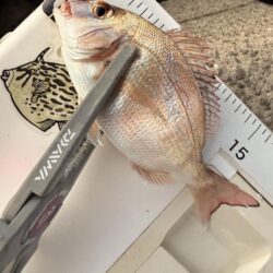 久しぶりのキス釣り
