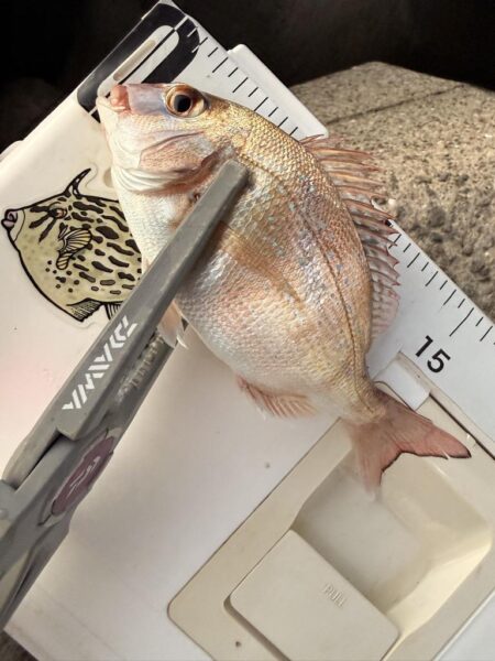 久しぶりのキス釣り