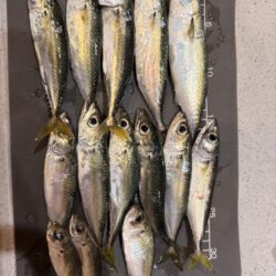はじめての刀狩り