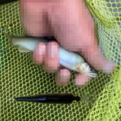 昨日から一転、後半失速のアユイング (北茨城市)