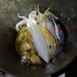 小潮なんざ関係無いティップラン