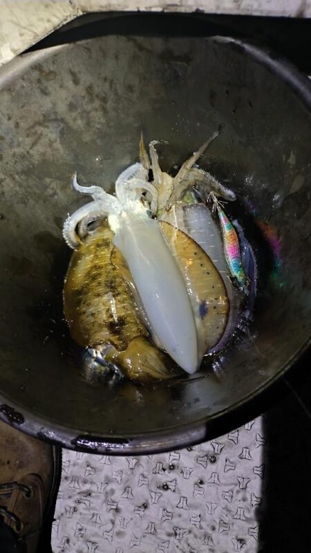 小潮なんざ関係無いティップラン