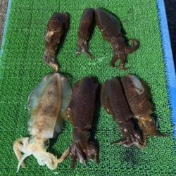 三重紀北釣行3日目