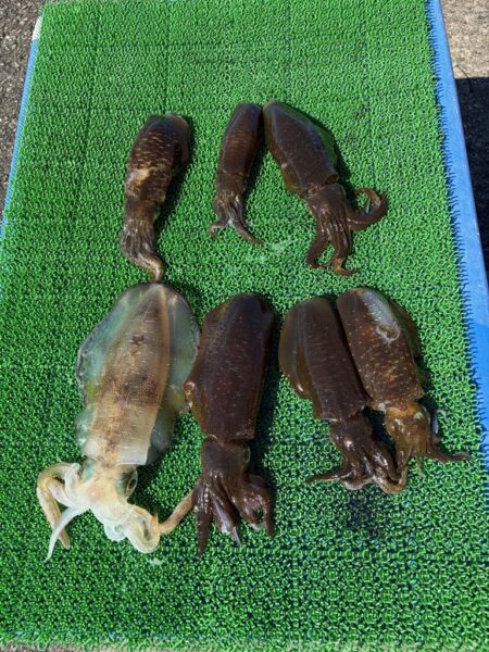 三重紀北釣行3日目