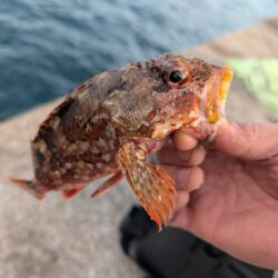 沢山釣れました。