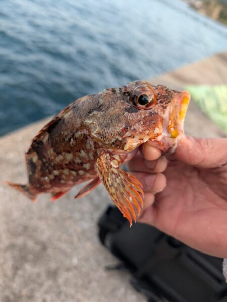 沢山釣れました。