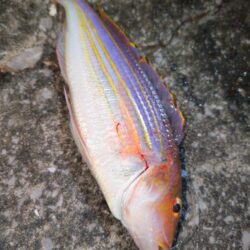 エギングからのブッコミ釣り