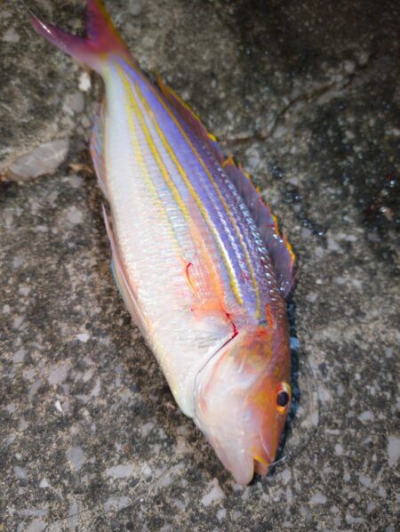 エギングからのブッコミ釣り