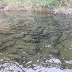 ボウズ回避！耐え忍ぶ地蔵作戦アユイング (北茨城市)