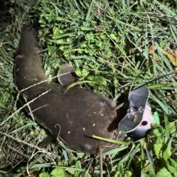 久々のナマズ釣り