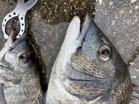 チヌ2枚 活性高いです