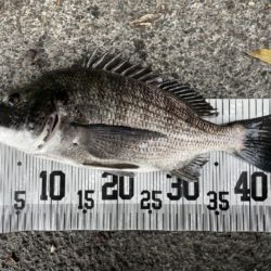 イチノ兄弟、釣果!